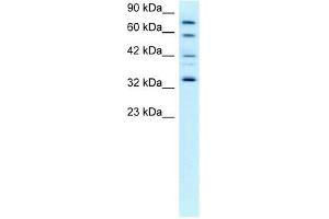 CDK7 antibody (20R-1296) used at 0. (CDK7 抗体  (C-Term))