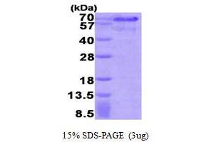 SDS-PAGE (SDS) image for Hexamethylene Bis-Acetamide Inducible 1 (HEXIM1) (AA 1-359) protein (His tag) (ABIN668055) (HEXIM1 Protein (AA 1-359) (His tag))