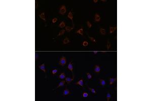 Immunofluorescence analysis of L929 cells using NFS1 Rabbit pAb (ABIN6130225, ABIN6144595, ABIN6144597 and ABIN6222373) at dilution of 1:100 (40x lens). (NFS1 抗体  (AA 208-457))