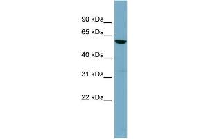 WB Suggested Anti-FUCA1  Antibody Titration: 0. (FUCA1 抗体  (Middle Region))