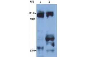 Image no. 1 for anti-Kinesin Family Member 5B (KIF5B) (AA 331-906) antibody (ABIN238341) (KIF5B 抗体  (AA 331-906))