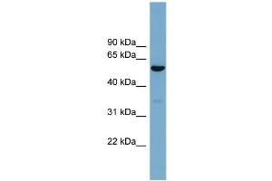 WB Suggested Anti-ACTR10  Antibody Titration: 0. (ACTR10 抗体  (Middle Region))