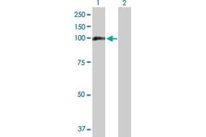 Western Blot analysis of MTHFD1 expression in transfected 293T cell line by MTHFD1 MaxPab polyclonal antibody. (MTHFD1 抗体  (AA 1-935))