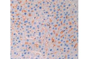 IHC-P analysis of liver tissue, with DAB staining. (FGF13 抗体  (AA 1-192))