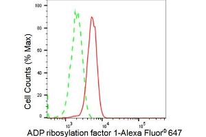 Flow cytometric analysis of ADP ribosylation factor 1 expression in C2C12 cells using ADP ribosylation factor 1 antibody (ABIN7797530), 1:2,000). (Recombinant ARF1 抗体)