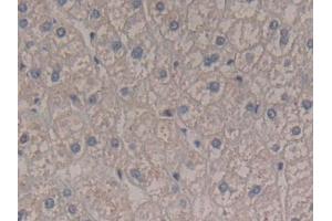 IHC-P analysis of Human Liver Tissue, with DAB staining. (Interferon gamma 抗体  (AA 24-166))