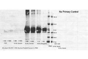 Image no. 1 for anti-Albumin (ALB) antibody (HRP) (ABIN799625) (Albumin 抗体  (HRP))