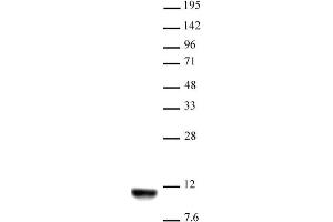 Histone H4K20me2 antibody (mAb) tested by Western blot. (Histone H4 抗体  (2meLys20))