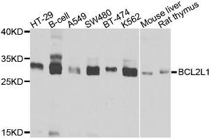 Western blot analysis of extracts of various cell lines, using BCL2L1 antibody (ABIN5970042) at 1/1000 dilution. (BCL2L1 抗体)
