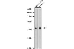 Western blot analysis of extracts of various cell lines, using ERK1 antibody  at 1:1000 dilution.