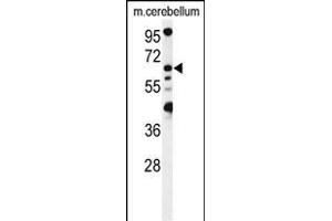 Western blot analysis of MON1B Antibody (C-term) (ABIN1537272 and ABIN2849322) in mouse cerebellum tissue lysates (35 μg/lane). (MON1B 抗体  (C-Term))