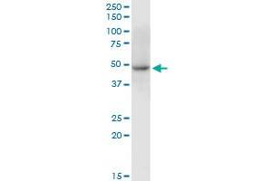 C10orf97 MaxPab polyclonal antibody. (FAM188A 抗体  (AA 1-445))