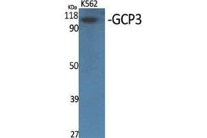 Western Blot (WB) analysis of specific cells using GCP3 Polyclonal Antibody.