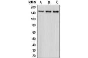 Western blot analysis of PARD3 expression in HeLa (A), A431 (B), MCF7 (C) whole cell lysates. (PARD3 抗体  (C-Term))