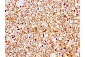 Immunohistochemistry of paraffin-embedded human brain tissue using ABIN7165855 at dilution of 1:100 (NDRG4 抗体  (AA 210-331))