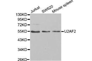 Western blot analysis of extracts of various cell lines, using U2AF2 antibody. (U2AF2 抗体)