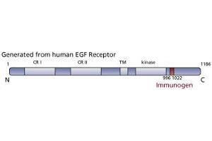 Image no. 3 for anti-Epidermal Growth Factor Receptor (EGFR) (AA 1020-1046) antibody (ABIN967697) (EGFR 抗体  (AA 1020-1046))