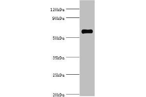 Western blot All lanes: SRSF4 antibody at 4 μg/mL + Hela whole cell lysate Secondary Goat polyclonal to rabbit IgG at 1/10000 dilution Predicted band size: 57 kDa Observed band size: 57 kDa (SRSF4 抗体  (AA 1-180))