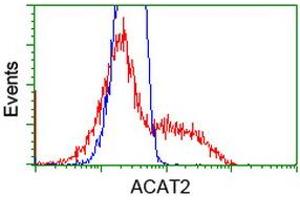 Image no. 8 for anti-Acetyl-CoA Acetyltransferase 2 (ACAT2) antibody (ABIN1496404)