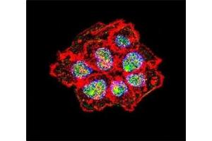Immunofluorescence (IF) image for anti-Proto-oncogene tyrosine-protein kinase Src (Src) (AA 24-52) antibody (ABIN3029554)