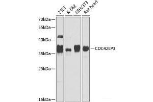 Western blot analysis of extracts of various cell lines using CDC42EP3 Polyclonal Antibody at dilution of 1:1000. (CDC42EP3 抗体)