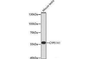 Western blot analysis of extracts of Mouse testis using CYP51A1 Polyclonal Antibody at dilution of 1:1000. (CYP51A1 抗体)