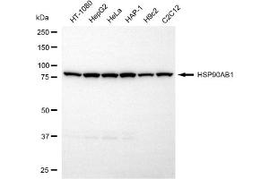 Western blotting analysis using HSP90AB1 antibody (ABIN7798875).