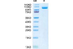 SDS-PAGE (SDS) image for Folate Hydrolase (Prostate-Specific Membrane Antigen) 1 (FOLH1) (AA 45-752) protein (His tag,Biotin) (ABIN7275495)