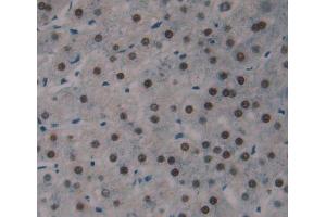 Used in DAB staining on fromalin fixed paraffin- embedded Kidney tissue (LUC7-Like 3 抗体  (AA 1-247))