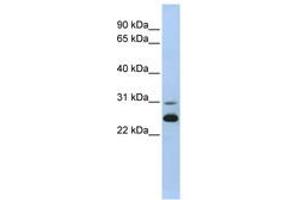 Image no. 1 for anti-Adenylate Kinase 1 (AK1) (AA 36-85) antibody (ABIN6741020) (Adenylate Kinase 1 抗体  (AA 36-85))