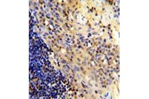 Image no. 3 for anti-CD8 (CD8) (AA 66-96), (N-Term) antibody (ABIN356887) (CD8 抗体  (N-Term))