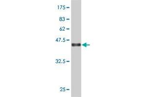 Western Blot detection against Immunogen (36. (UAP1 抗体  (AA 406-504))