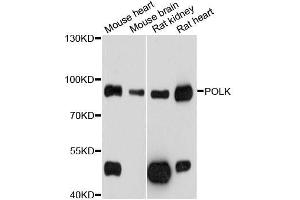 Western blot analysis of extracts of various cell lines, using POLK antibody (ABIN5998558) at 1/1000 dilution. (POLK 抗体)
