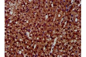 IHC image of ABIN7158788 diluted at 1:300 and staining in paraffin-embedded human adrenal gland tissue performed on a Leica BondTM system. (LAPTM4A 抗体  (AA 181-233))