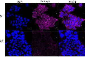 anti-Calmegin (CLGN) antibody