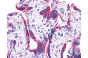 Anti-DLL1 antibody IHC of human placenta. (DLL1 抗体  (N-Term))