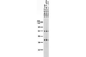 Adult rat brain membrane immunoblot. (QKI 抗体  (AA 315-331))