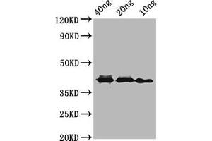 Western Blot Positive WB detected in Recombinant protein All lanes: ompA antibody at 3. (OMP 抗体  (AA 1734-2021))