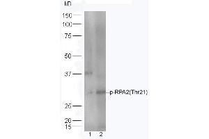 Lane 1: HeLa lysates Lane 2: Mouse spleen lysates probed with Rabbit Anti-RPA2(Thr21) Polyclonal Antibody, Unconjugated (ABIN713351) at 1:300 overnight at 4 °C. (RPA2 抗体  (pThr21))