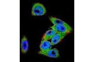 Confocal immunofluorescent analysis of Dishevelled-3 / DVL3 Antibody (C-term) Cat. (DVL3 抗体  (C-Term))
