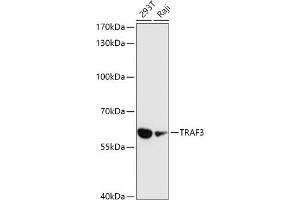 Western blot analysis of extracts of various cell lines, using TR antibody (ABIN1683119, ABIN3015367, ABIN3015368 and ABIN6214012) at 1:1000 dilution.