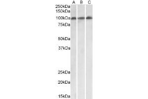 ABIN5539891 (0. (VPS16 抗体  (Internal Region))