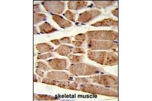 Formalin-fixed and paraffin-embedded human skeletal muscle reacted with RANBP9 Antibody (Center), which was peroxidase-conjugated to the secondary antibody, followed by DAB staining. (Importin 9 抗体  (AA 339-367))