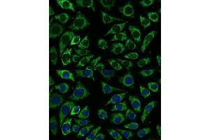 Immunofluorescence analysis of L929 cells using IDH3A antibody (ABIN7268029) at dilution of 1:100. (IDH3A 抗体  (AA 28-366))