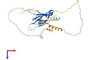 FNDC8 Protein (AA 1-321) (His tag)