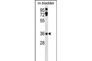 Mouse Ei24 Antibody (C-term) (ABIN1536968 and ABIN2838336) western blot analysis in mouse bladder tissue lysates (35 μg/lane). (EI24 抗体  (C-Term))