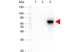 Western Blot of Mouse anti-AKT3 antibody. (AKT3 抗体  (Internal Region) (FITC))