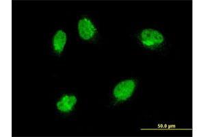Immunofluorescence (IF) image for anti-Mitogen-Activated Protein Kinase 6 (MAPK6) (AA 612-721) antibody (ABIN562409)