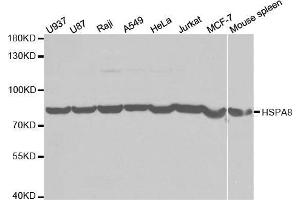 Western blot analysis of extracts of various cell lines, using HSPA8 antibody. (Hsc70 抗体  (AA 1-300))