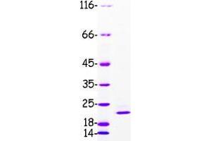 Western Blotting (WB) image for Canopy 2 Homolog (CNPY2) protein (Myc-DYKDDDDK Tag) (ABIN2733896)